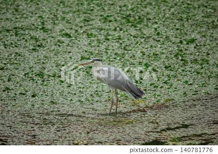 Grey heron scratching its head standing in pond with aquatic plants 140781776