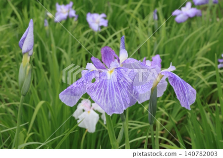 盛開的紫色小花鳶尾花 盛開的紫色小花鳶尾花 140782003
