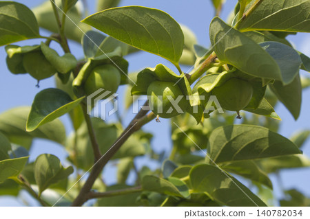 This is a persimmon tree that is starting to produce fruit. 140782034