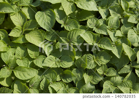 Perilla seedlings grown by sowing seeds in rural areas. Perilla seedlings grown by sowing seeds in rural areas. 140782035