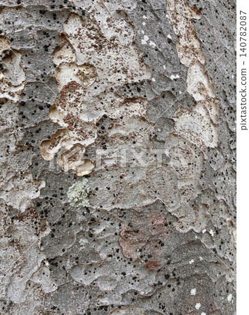 A unique bark texture with a mottled pattern resembling camouflage. A unique bark texture with a mottled pattern resembling camouflage. 140782087