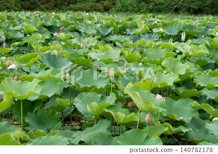 Akita Chiaki park Lotus flower of the moat Akita Chiaki park Lotus flower of the moat 140782178