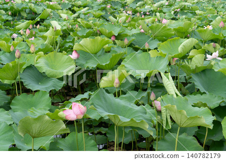Akita Chiaki park Lotus flower of the moat Akita Chiaki park Lotus flower of the moat 140782179