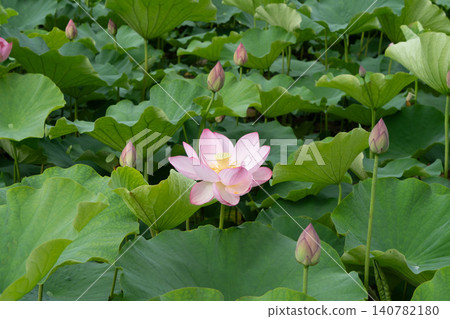 Akita Chiaki park Lotus flower of the moat Akita Chiaki park Lotus flower of the moat 140782180