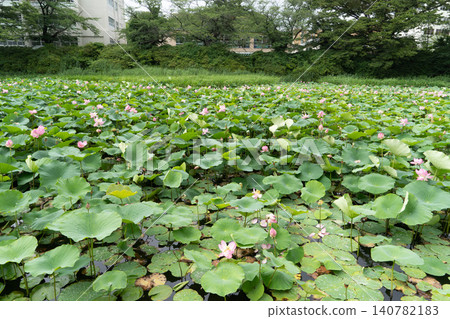 秋田千秋公園護城河的蓮花 140782183
