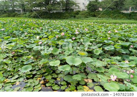 秋田千秋公園護城河的蓮花 秋田千秋公園護城河的蓮花 140782189