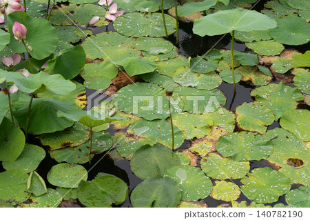 Akita Chiaki park Lotus flower of the moat Akita Chiaki park Lotus flower of the moat 140782190