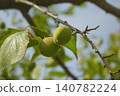 Plums hanging on branches on a farm. 140782224