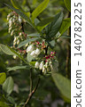 White flowers on blueberry stem 140782225