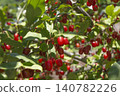 Ripe Autumn Olive Berries (Elaeagnus Umbellata) growing on a branch . oleaster 140782226