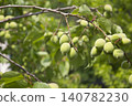 Plums hanging on branches on a farm. 140782230
