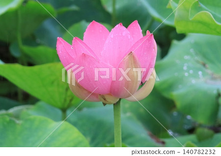 Close-up of a single ancient lotus flower 140782232