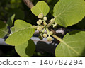 This is a close-up of a kiwi  leaves. 140782294