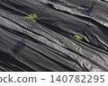 It is a neatly organized field of Aralia sprout 140782295