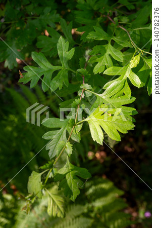 Green leaves illuminated by sunlight Green leaves illuminated by sunlight 140782376