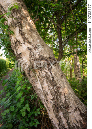 Tree trunk growing at an angle in a forest Tree trunk growing at an angle in a forest 140782377