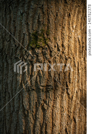 Detail of a tree trunk showing the rough texture of the bark illuminated by sunlight Detail of a tree trunk showing the rough texture of the bark illuminated by sunlight 140782378