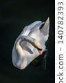 A white swan on the dark waters of a lake 140782393