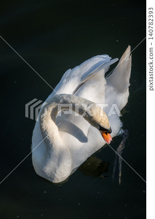 A white swan on the dark waters of a lake A white swan on the dark waters of a lake 140782393