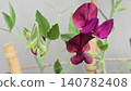 Dark burgundy sweet pea (Lathyrus odoratus) flowers blooming on a climbing vine with fresh buds and green foliage. Fragrant ornamental blossoms growing on a garden trellis in warm summer light. 140782408