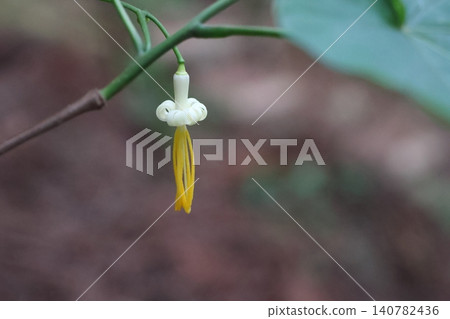 Turpentine 140782436