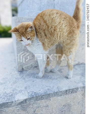 Stray cat in Okinawa: A tabby and white cat leaning against a stone monument. Stray cat in Okinawa: A tabby and white cat leaning against a stone monument. 140782457
