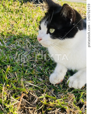 A black and white cat, profile view on the grass, bathed in Okinawan sunlight. A black and white cat, profile view on the grass, bathed in Okinawan sunlight. 140782459