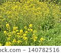 Rape blossoms 140782516