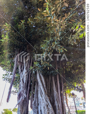 Massive Banyan Tree with Dense Tropical Foliage Massive Banyan Tree with Dense Tropical Foliage 140782589