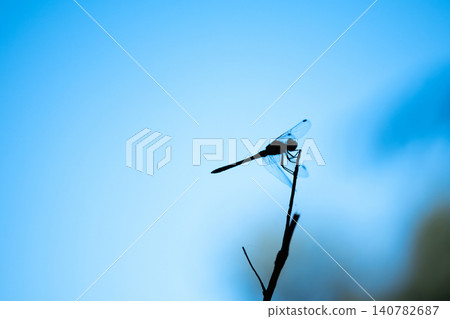 A single dragonfly rests on a thin branch with a soft blue sky in the background, creating a minimal natural scene with gentle light and open space A single dragonfly rests on a thin branch with a soft blue sky in the background, creating a minimal natural scene with gentle light and open space 140782687