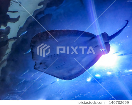 Silhouette of a Stingray Swimming in Blue Water Silhouette of a Stingray Swimming in Blue Water 140782699