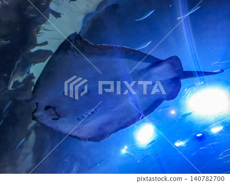 Manta ray swimming in blue aquarium water 140782700