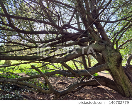 Ancient twisted tree branches in sunny woodland Ancient twisted tree branches in sunny woodland 140782779