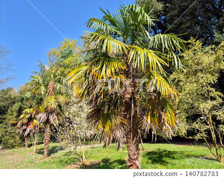 Tropical palm trees in sunny garden landscape Tropical palm trees in sunny garden landscape 140782783