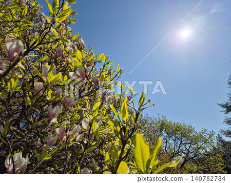 Blooming magnolia branches against a bright blue sky Blooming magnolia branches against a bright blue sky 140782784