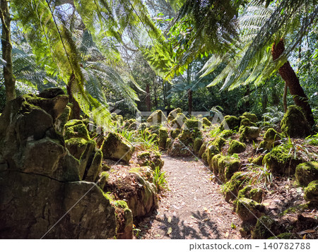 Mossy forest path with lush fern canopy Mossy forest path with lush fern canopy 140782788
