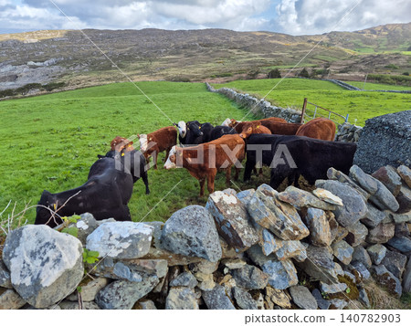 Herd of cattle grazing in a rural pasture 140782903