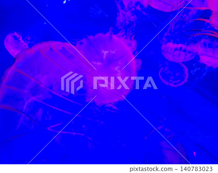 Glowing jellyfish floating in blue aquarium water Glowing jellyfish floating in blue aquarium water 140783023