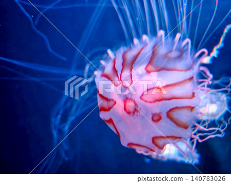 Colorful jellyfish swimming in blue water Colorful jellyfish swimming in blue water 140783026