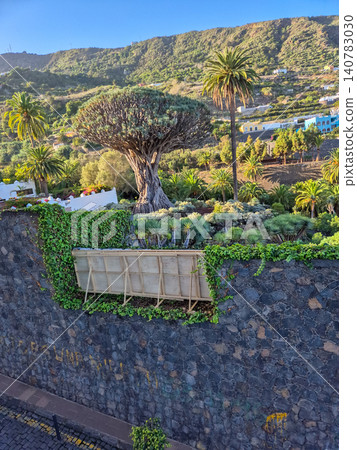 Tropical hillside garden with palm trees and stone wall 140783030
