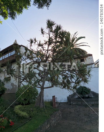 Tropical garden courtyard with tall tree and old building Tropical garden courtyard with tall tree and old building 140783034