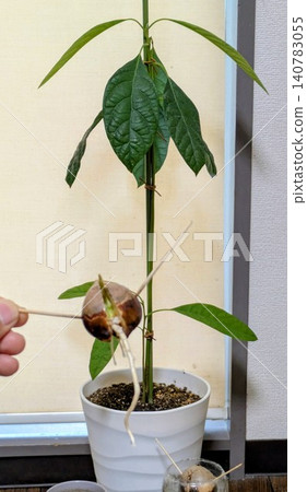 Avocados germinated using hydroponics and avocados grown in pots after being cultivated hydroponically. Avocados germinated using hydroponics and avocados grown in pots after being cultivated hydroponically. 140783055