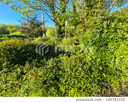 Lush green shrubs and trees in sunny park 140783109