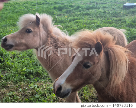 Two miniature horses standing in a grassy pasture Two miniature horses standing in a grassy pasture 140783116