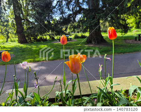 Colorful tulips blooming in a sunny park garden Colorful tulips blooming in a sunny park garden 140783120