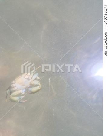 Small Crab Under Water Surface with Sunlight Small Crab Under Water Surface with Sunlight 140783177
