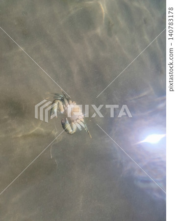 Small crab underwater in sunlit water Small crab underwater in sunlit water 140783178