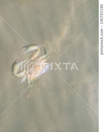 Crab floating in shallow murky water Crab floating in shallow murky water 140783180