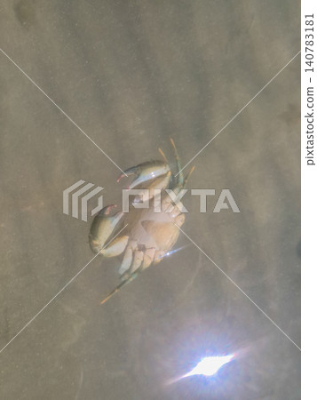 Crab floating in shallow water Crab floating in shallow water 140783181