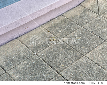 Small bird standing on paved sidewalk Small bird standing on paved sidewalk 140783183